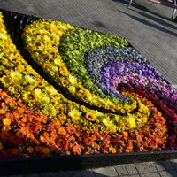 Foto: Ventspils rotājas krāšņās ziedu paklāju kompozīcijās