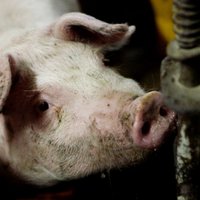 Свиноферма получит крупную компенсацию за уничтоженных больных свиней