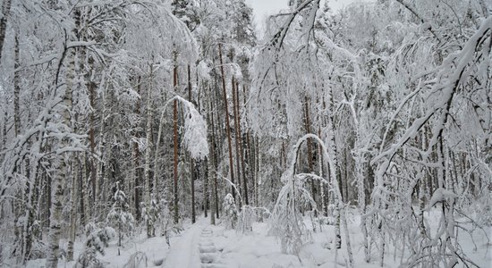 Зима в Латгалии: куда пойти и где отдохнуть на выходных?