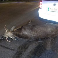 Rīgā ceļu satiksmes negadījumā gājis bojā alnis