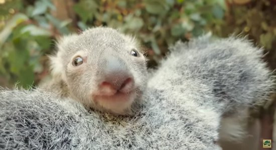 Video: Kā izskatās nesen dzimis koalu mazulis