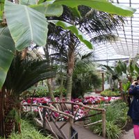 Foto: Runājošs kaktuss un citi eksotiski augi vienā no lielākajiem iekštelpu dārziem Eiropā - Aberdīnā