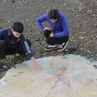 Ģimene jūras krastā atrod gigantisku medūzu