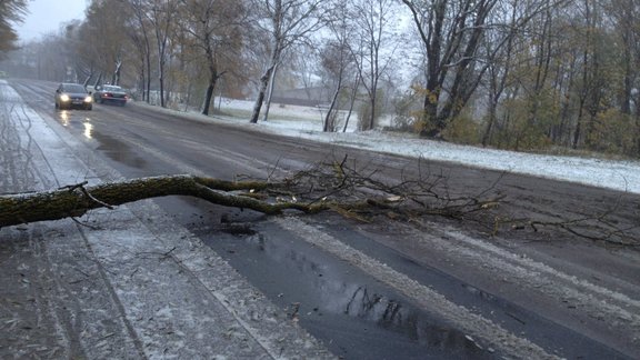 Nolauzts koks Jelgavā