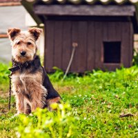 Civilizētā Eiropā tā nedara: patversmes vērtē, vai suni vajadzētu turēt pie ķēdes