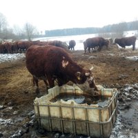 Foto: Nomērdēto govju īpašniece Priekuļu novadā daļu ganāmpulka pārdos