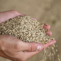 Pārtikas kviešu cena Latvijā gada laikā kritusies par 24%