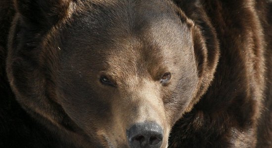 Жительница Беларуси погибла в Словакии, спасаясь от медведя