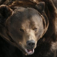 Редкий медведь погиб в Италии во время операции по отлову