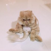 Foto: Nīgrais kaķis Vinstons, kurš sēž kā cilvēks un rāda mēli