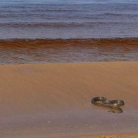Foto: Zalktīši laiski gozējas Vakarbuļļu pludmalē