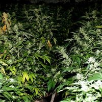 Priekuļu pusē atklāta marihuānas audzētava