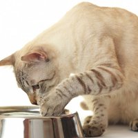 Исследователи выяснили причину привередливости кошек в еде