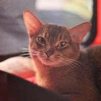Mazie 'pumas' Abesīnijas kaķi: stāsts par īpašo runčuku Ferus-Ra