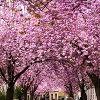 Piecas vietas Eiropā, kas šarmēs ar krāšņiem pavasara ziediem