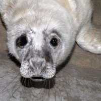 ФОТО: В зоопарке поселился раненый тюлененок