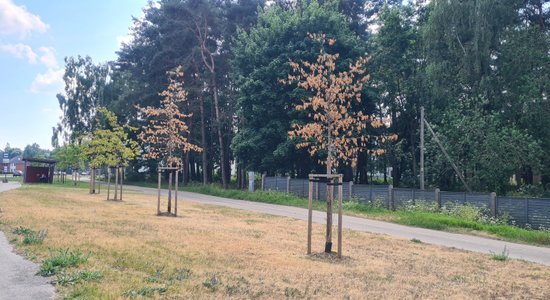 Foto: Anniņmuižas bulvārī nokaltuši koku dižstādi – to likteni zinās rudenī