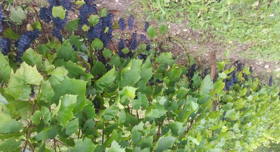 Kā vasarā parūpēties par vīnkokiem, lai tie bagātīgi ražotu