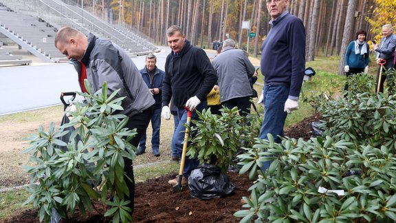 Rododendru krāšņums dziesmu priekam, rododendri, rododendru stādīšana