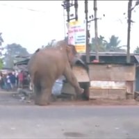 Video: Zilonis, trakojot pa Indijas pilsētu, nojauc 100 mājokļus