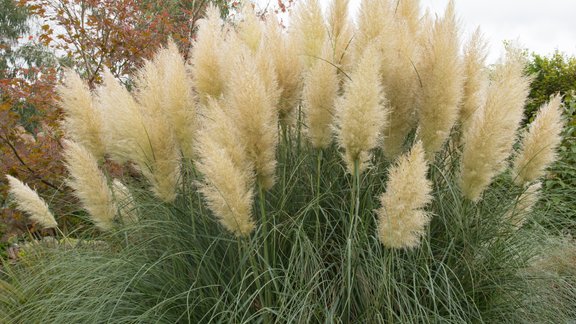 pampu zāle, Cortaderia selloana, graudzāles, graudzāle