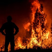 ФОТО: В Португалии бушуют лесные пожары