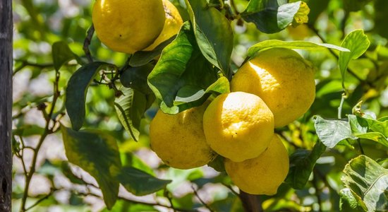 Солнечный фрукт здоровья: почему лимон так полезен и как правильно его употреблять