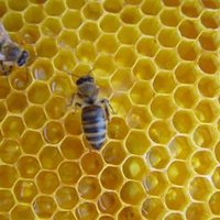Apiterapija - bišu ražoto produktu pielietošana veselības saglabāšanā un dažādu slimību ārstēšanā