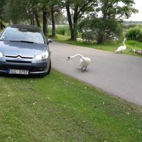 Gulbju sardze Vecdaugavā: tēviņš sargā ģimeni un nobloķē brauktuvi