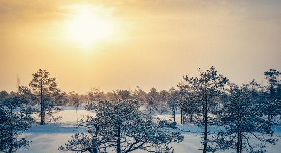 Bez laipām, ar drosmi un speciālām kurpēm. Pārgājieni Latvijas purvos