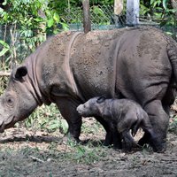 В Индонезии впервые за 40 лет нашли вымирающего суматранского носорога
