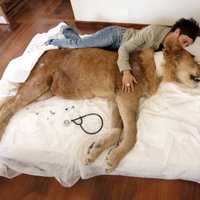 Sieviete gultā izmitina paralizētu lauvu