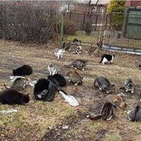 Dzīvnieku draugi Ventspils domei pārmet vienaldzību pret ielas kaķu skaitu; pašvaldībā apgalvojumus noraida