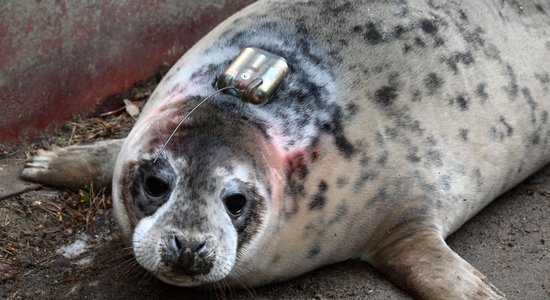 Baltijas jūrā izlaidīs Rīgas zoo dzimušo roni; gaitām dabā turpinās sekot