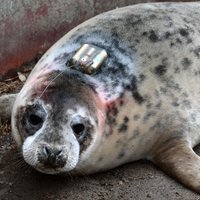 Тюлененка из Рижского зоопарка выпустят на волю со спутниковым датчиком