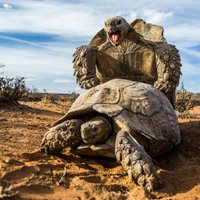 Unikāli kadri: Fotogrāfs nejauši iemūžina bruņurupuču mīlas priekus
