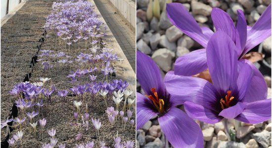 Rudens krokusu paradīze – Rukšānu ģimene 3. oktobrī aicina ciemos