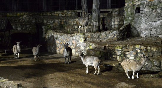 В сумерках животные ведут себя иначе! Рижский зоопарк приглашает на "Зимние ночи"