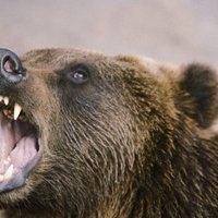 В Эстонии медведь напал на охотника