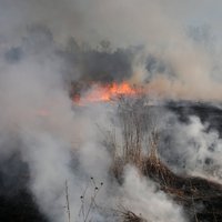 Piektdien dzēsti 59 kūlas ugunsgrēki, lielākais no tiem Daugavpilī