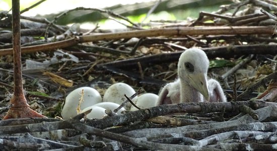 Lieldienās ar zoodārza iemītniekiem