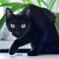 Ķecerīgi melns mīlulis – panterai līdzīgais Bombejas kaķis