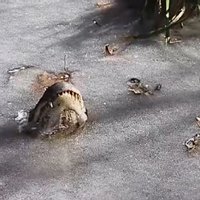 Aligatori ar degunu laužas cauri ledum, lai pārciestu spelgoni ASV un elpotu