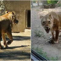 Rīgas zoo lauvu saimē divi papildinājumi