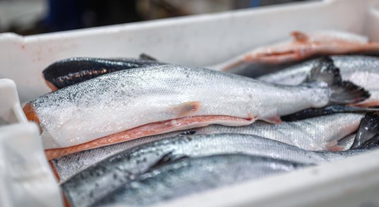 Laša ceļš cauri zivrūpnīcas labirintiem – kā lomu sagatavo veikala plauktiem