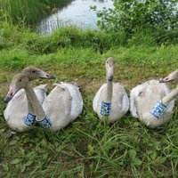 Latvijā no ziemošanas atgriezušies pirmie ziemeļu gulbji