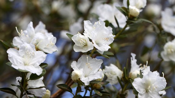 ledebura rododendrs baltais