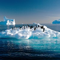 ВИДЕО. Первый прыжок колонии пингвинов с 20-метровой высоты попал в объектив National Geographic 