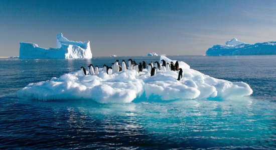 ВИДЕО. Первый прыжок колонии пингвинов с 20-метровой высоты попал в объектив National Geographic 
