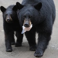 Kanādas ugunsgrēki: Pamestajā Fortmakmari pilsētā savvaļas melnie lāči meklē ēdienu